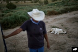 A sheepdog rests as Jay Begay fills up a burlap sack with mohair at his home Wednesday, Sept. 6, 2023, in the community of Rocky Ridge, Ariz., on the Navajo Nation. (AP Photo/John Locher)
