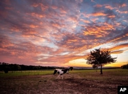 An Icelandic horse frolics in its paddock at a stud farm in Wehrheim near Frankfurt, Germany, just before sunrise on Friday, Aug. 21, 2020. (AP Photo/Michael Probst)