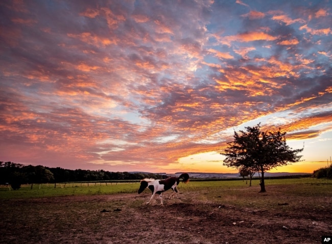 An Icelandic horse frolics in its paddock at a stud farm in Wehrheim near Frankfurt, Germany, just before sunrise on Friday, Aug. 21, 2020. (AP Photo/Michael Probst)