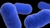 Ілюстрація: мікроорганізми Listeria monocytogenes, що спричиняють лістеріоз