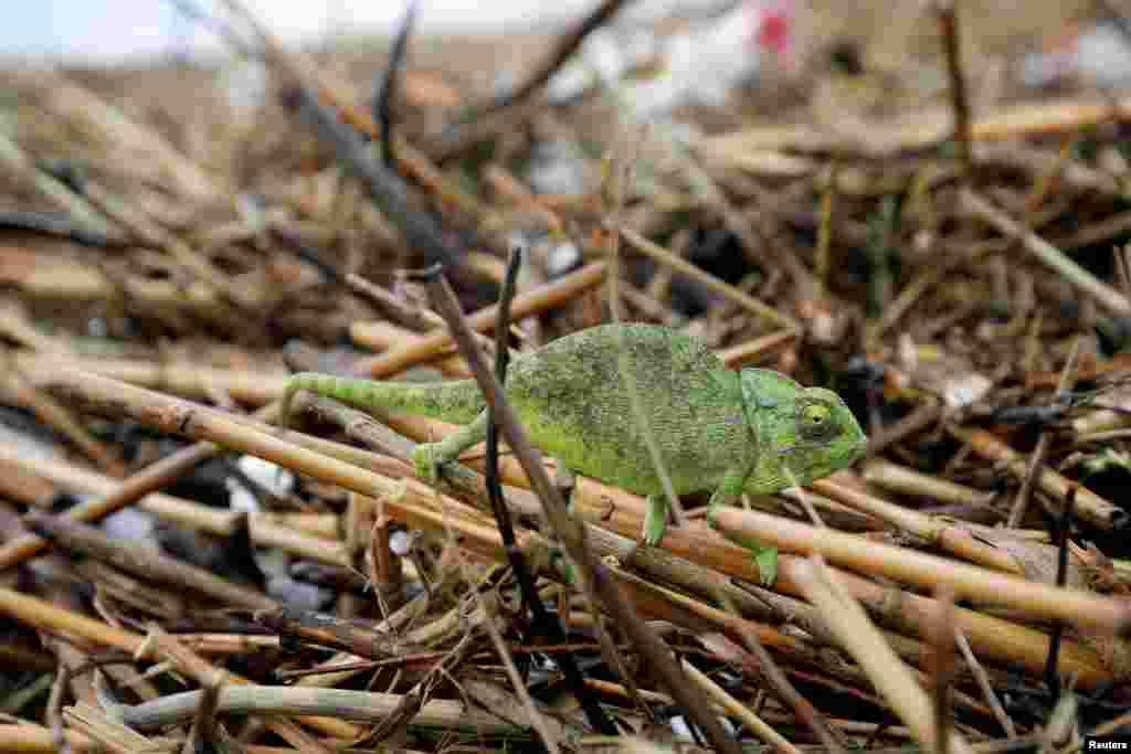 A chameleon is seen onriver cane on a beach along the shore of the Mediterranean Sea in Ashdod, as heavy rain falls in Israel.