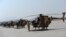 Afghan Helicopters