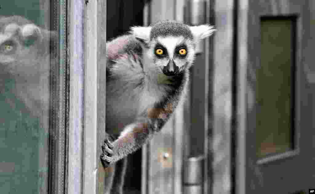 A ring-tailed lemur watches out of a door on a cold but sunny day at the zoo in Duisburg, Germany.