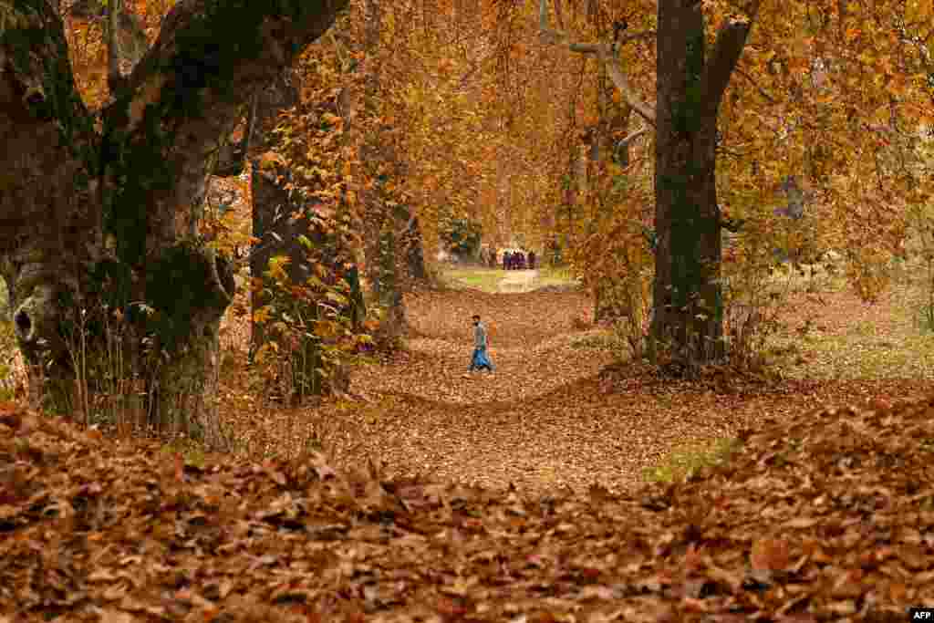 Seorang pria berjalan melewati pohon platanus oriental, yang juga dikenal sebagai pohon chinar, selama musim gugur di Srinagar, ibu kota wilayah Kashmir yang dikuasai India. (AFP)&nbsp;