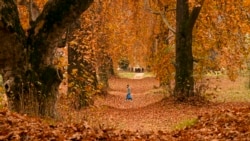 Seorang pria berjalan melewati pohon platanus oriental, yang juga dikenal sebagai pohon chinar, selama musim gugur di Srinagar, ibu kota wilayah Kashmir yang dikuasai India. (AFP)&nbsp;