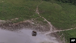 Un éléphant solitaire broute une clairière dans la forêt tropicale de la réserve de la Lopé, au Gabon, 4 juillet 2001