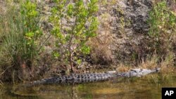 FILE - A large American crocodile is shown in Homestead, Florida, Nov. 16, 2011. 