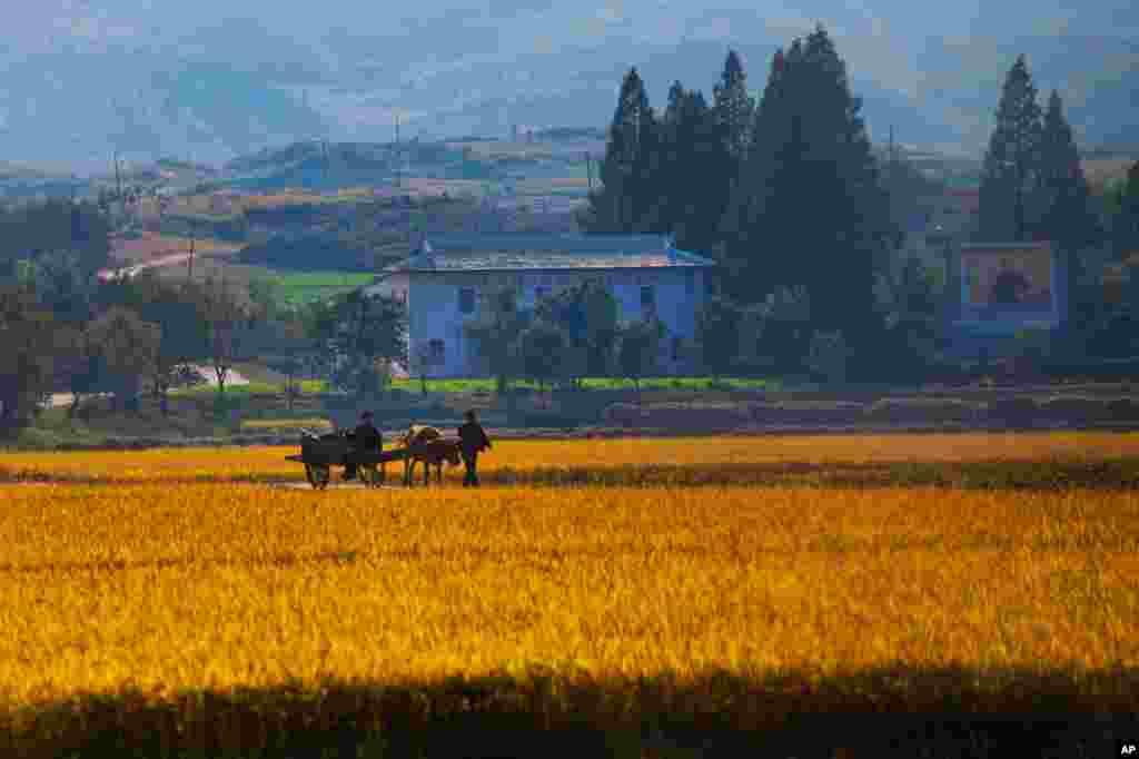 October 18: North Korean farmers walk along a road through a farm field outside the eastern coastal city of Wonsan, North Korea. (AP Photo/David Guttenfelder)