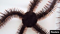 A red brittle star, Ophiocoma wendtii, is seen in this image released on January 2, 2020. (Lauren Sumner-Rooney/Handout via REUTERS.)