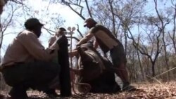 Tranquilizers, Chain Saws Deployed in Dehorning Rhinos
