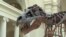 World’s Most Popular Dinosaur on the Move at Chicago’s Field Museum