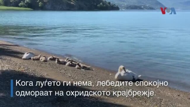 Кога луѓето ги нема, лебедите уживаат на охридското крајбрежје