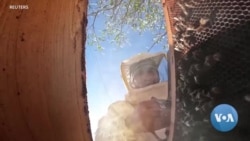 Climate change decimates Tunisia beekeeper lives