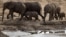 FILE: A herd of African elephants is pictured on Nov. 17, 2012, in Hwange National Park in Zimbabwe. 