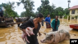 Un hombre rescata a sus cerdos tras el desborde del río Ulúa en el municipio de El Progreso, departamento de Yoro, Honduras, el 5 de noviembre de 2020.