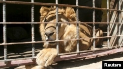 A lion sits inside its cage at a zoo in Yemen's southwestern city of Taiz, Feb. 22, 2016. Fighting, bombing and a blockade by militiamen of food and water that have killed hundreds of people in Taiz have not spared the animals of the local zoo.