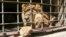 A lion sits inside its cage at a zoo in Yemen's southwestern city of Taiz, Feb. 22, 2016. Fighting, bombing and a blockade by militiamen of food and water that have killed hundreds of people in Taiz have not spared the animals of the local zoo.