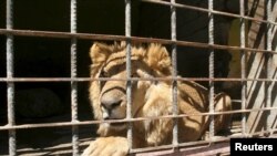 Un lion à l'intérieur de sa cage dans un zoo de Taiz, au sud-ouest du Yémen, le 22 février 2016. 