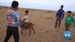 The Naadam Festival of Mongolia: Tradition Corrupted by Business