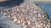 Great white pelicans are pictured at a reservoir in Mishmar HaSharon, north Israel&#39;s Mediterranean coastal city of Tel Aviv.&nbsp;Thousands of migrant Pelicans pass though Israel on their way to Africa. They pass through again when they return to Europe in the summer.&nbsp;