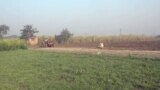 Фармерите во Индија загрозени од се поголемиот број крави што шетаат слободно