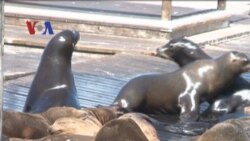 Singa Laut di Pier39, San Francisco - Liputan Feature VOA