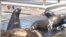 Singa Laut di Pier39, San Francisco - Liputan Feature VOA