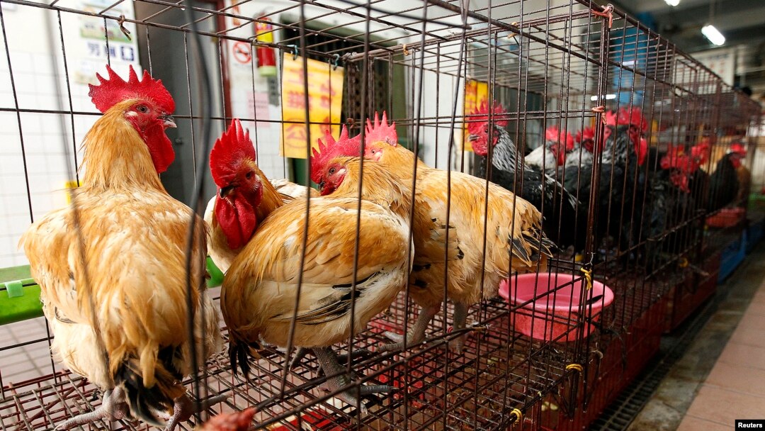 Makin banyak warga AS memanfaatkan halaman belakang rumahnya untuk beternak, termasuk beternak ayam (foto: ilustrasi).