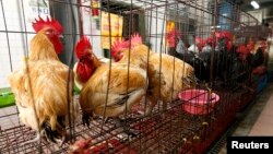 Chickens sit inside cages after a New Taipei City Department of Environmental Protection worker sprayed sterilizing anti-H7N9 virus disinfectant around chicken stalls on April 8, 2013.