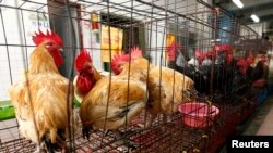 Ayam dikandangkan setelah pegawai pejabat kesehatan lingkungan Taipei menyemprot sterilisasi anti virus H7N9 di sebuah pasar di Taipei (8/4) 