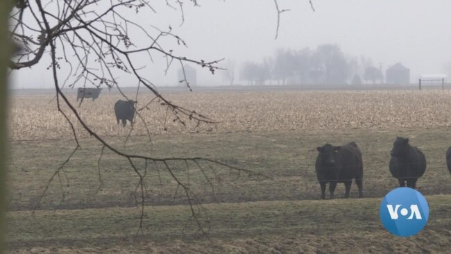 US Farmers Weather Global Economic Storm of COVID-19 