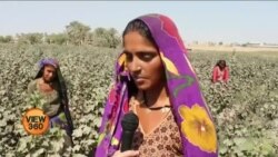 خاتون کسان کی اجرت مردوں سے کم کیوں؟