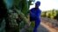 FILE - Workers harvest grapes at the La Motte wine farm in Franschhoek near Cape Town, South Africa, Jan. 29, 2016.
