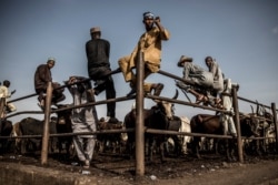 Hausa-Fulani pastoralists and cattle buyers wait for cattle transactions while sitting on a metallic fence at Kara Cattle Market in Lagos, Nigeria, on April 10, 2019.