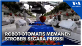 Robot Otomatis untuk Memanen Stroberi Secara Presisi