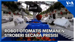 Robot Otomatis untuk Memanen Stroberi Secara Presisi