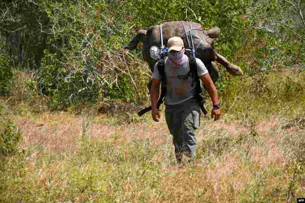 In this handout picture released by the Galapagos National Park, a park ranger moves Diego, a chelonidis hoodensis turtle, to an area called Las Tunas, 2.5 km off the coast of Espanola Island, in the Galapagos archipelago, Ecuador.