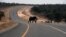 FILE: In this July 12, 2014 photo, an elephants crosses the main highway leading to Zambia from Northern Botswana.