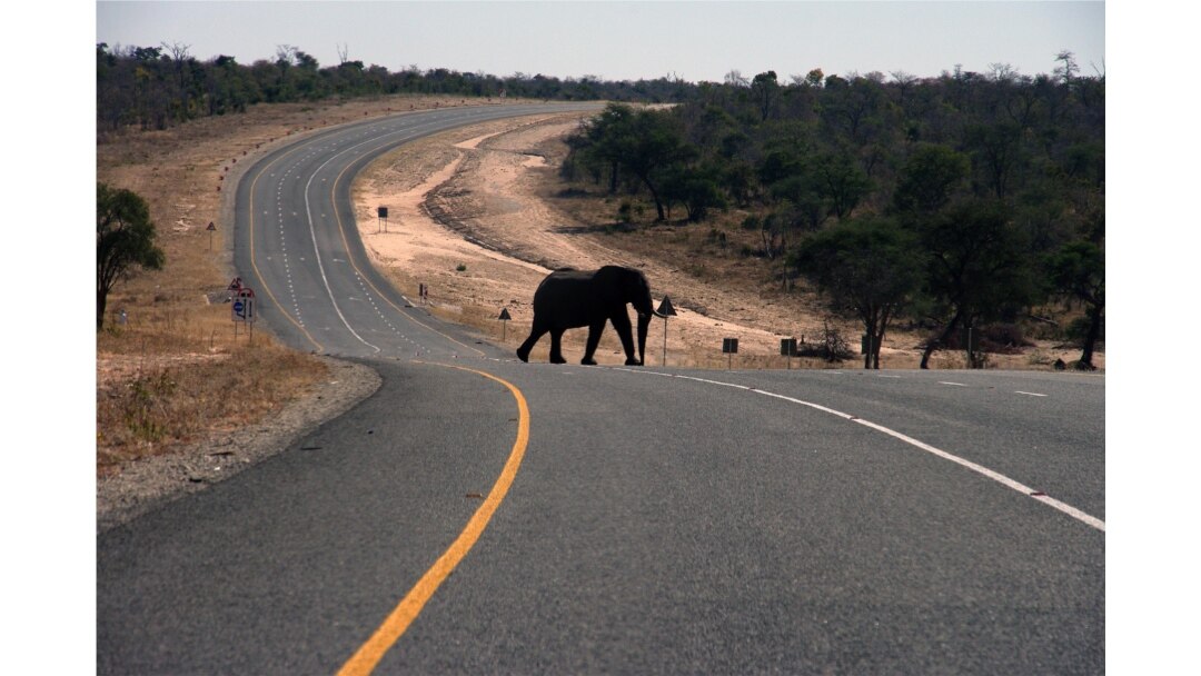 In this July 12, 2014 photo, an elephants crosses the main highway leading to Zambia in Northern Botswana.