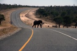 In this July 12, 2014 photo, an elephants crosses the main highway leading to Zambia in Northern Botswana.
