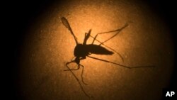 FILE - An Aedes aegypti mosquito known to carry the Zika virus, is photographed through a microscope at the Fiocruz institute in Recife, Brazil, Jan. 16, 2016.