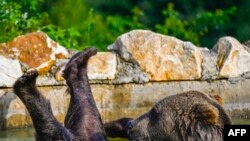 A brown bears cools off in a pool at the bear sanctuary near the village of Mramor, Kosovo.