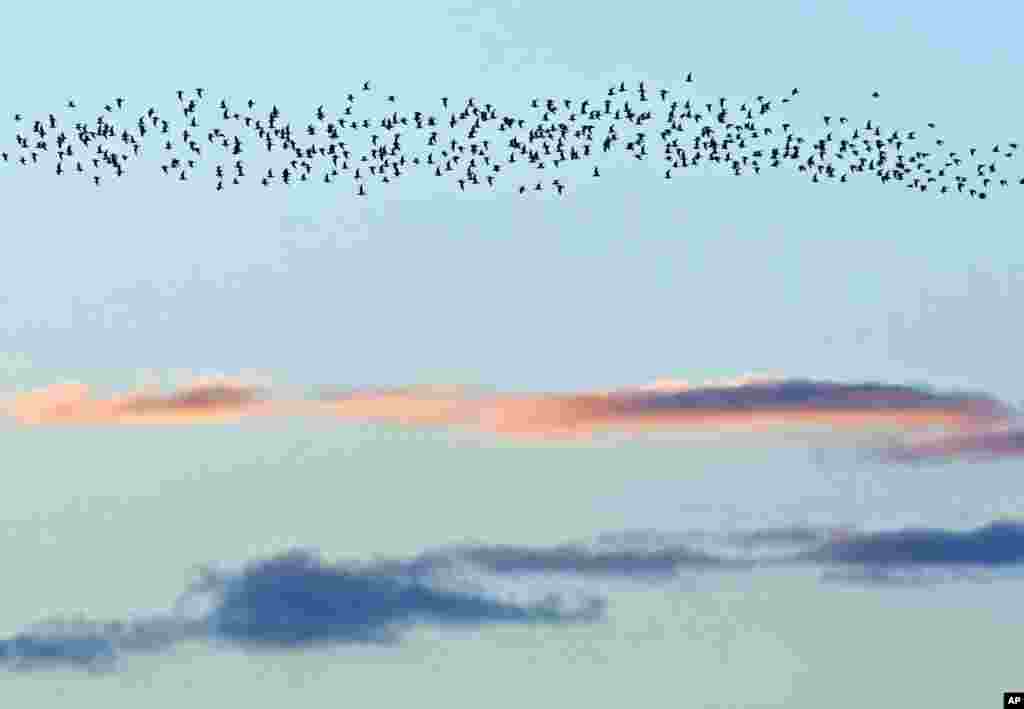 Cranes fly during sunset near Straussfurt, central Germany.