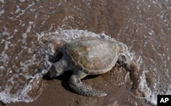 لاشه یک لاک‌پشت در سواحل امارات