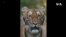 紐約動物園老虎確診感染新冠肺炎