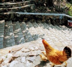 A hen tends to her chicks outside Ho Chi Minh City, Vietnam.