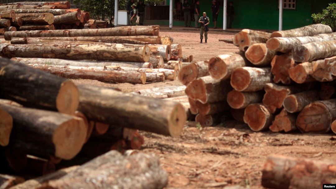 Brazilian officers guard a yard filled with trees which were illegally logged from the Amazon rainforest in Nova Esperanca do Piria, Para state, September 25, 2013.