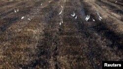 A flock of birds stand on a dry rice field during a drought in Suphan Buri province, north of Bangkok, Thailand, March 13, 2016. 