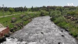 Mirvari balığının səyahəti