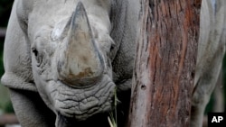 A rhino stands inside his enclosure at the eco-park in Buenos Aires, Aug. 13, 2018. The recent deaths of the two animals have fueled charges by conservationists that an attempt by the Buenos Aires' government to turn a 140-year-old zoo into an eco-park and relocate most of its 1,500 animals to sanctuaries has been a poorly planned disaster.